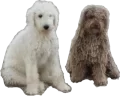 Shila+Rocky