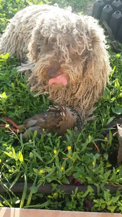 Rocky auf der Jagd